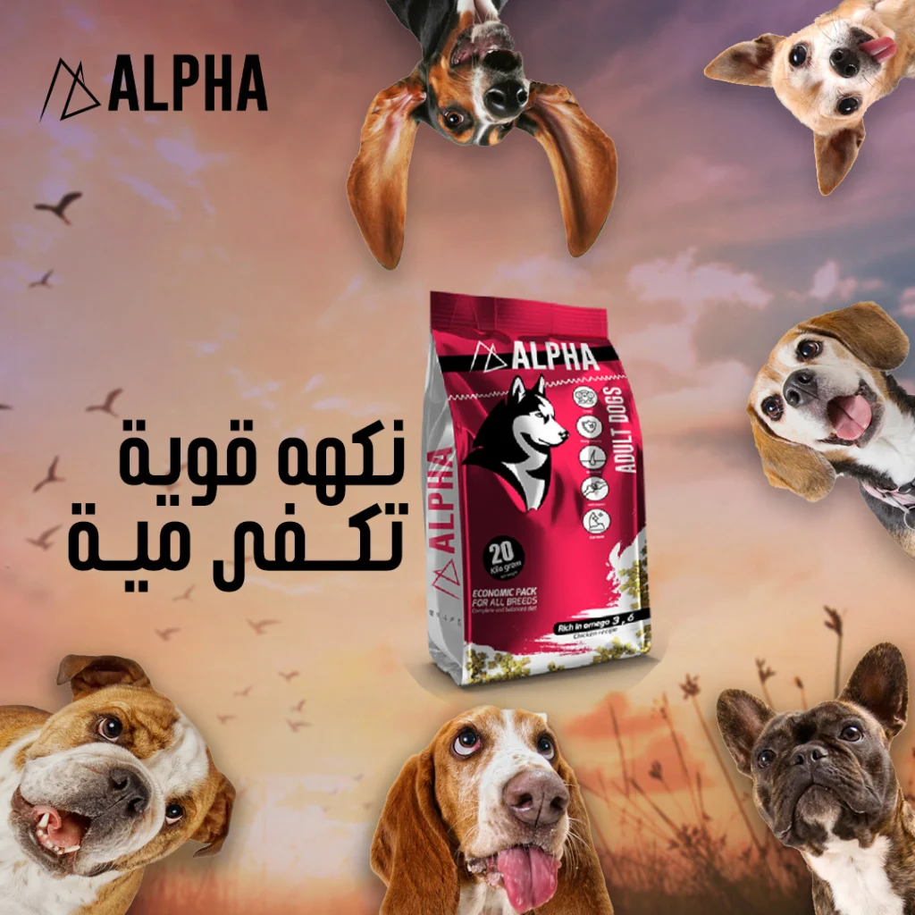 Alpha Social Media (6)