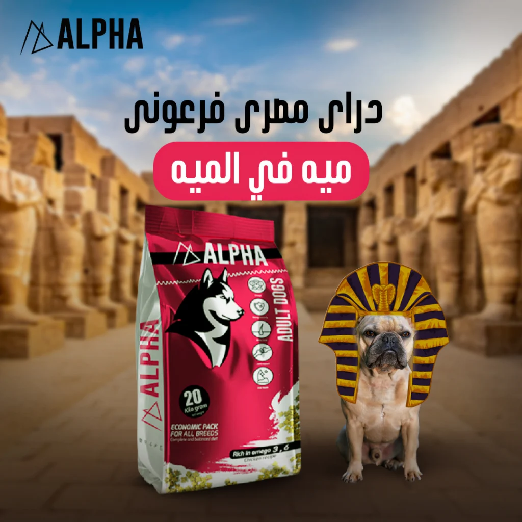 Alpha Social Media (8)
