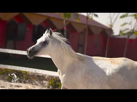 Maulana Stud Promo Video